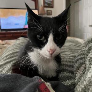 Image of Mario, Lost Cat