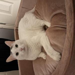 Image of Durk, Lost Cat