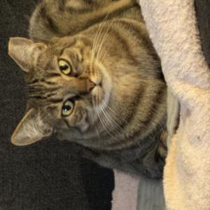 Image of Stripes, Lost Cat