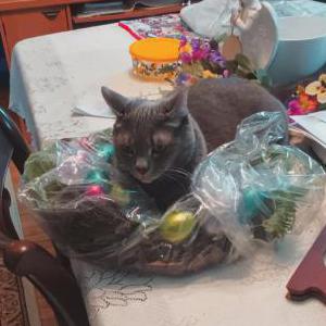 Image of Binks, Lost Cat