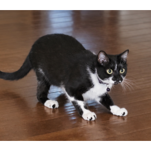 Image of Olive, Lost Cat