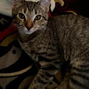 Image of Tigger, Lost Cat