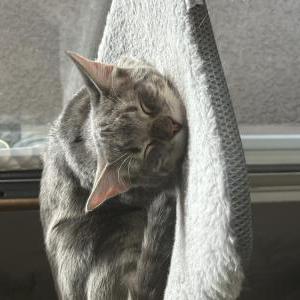 Image of Finn, Lost Cat