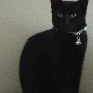 Image of Ophelia, Lost Cat