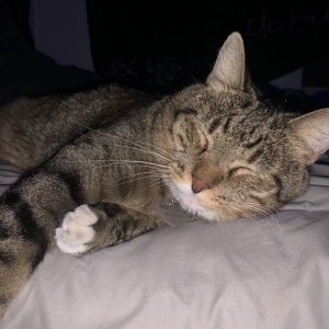 Image of Jessi, Lost Cat