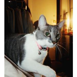 Image of Espe, Lost Cat