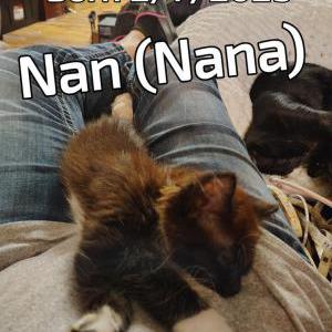 Image of Nan (Nana), Lost Cat