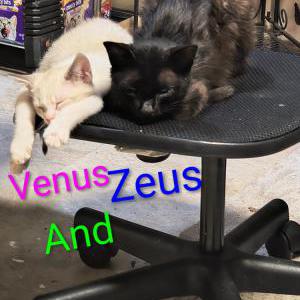 Image of Zues (ZuZu), Lost Cat