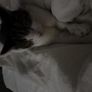 Image of unknown, Found Cat