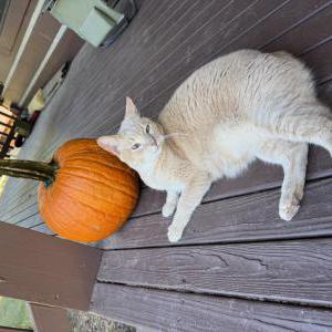 Image of Sandy, Lost Cat