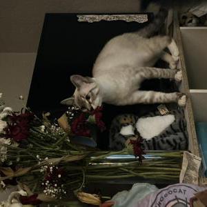 Image of Bone, Lost Cat