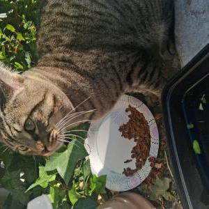 Image of Unknown, Found Cat