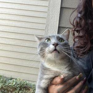 Image of Tom, Lost Cat