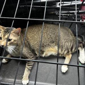 Image of Tom-Tom, Lost Cat
