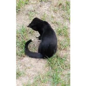 Image of Willis, Lost Cat