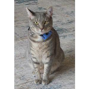 Image of Leroy, Lost Cat