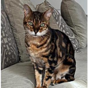 Image of Prince, Lost Cat