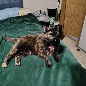 Lost 2 Reese (Washington)