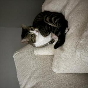 Image of Tiger, Lost Cat