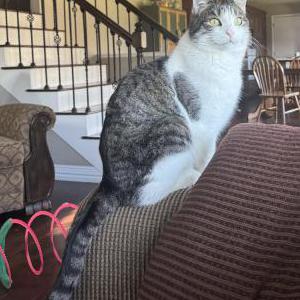 Image of Hank, Lost Cat