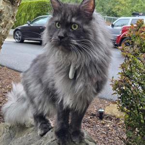 Image of Albus, Lost Cat