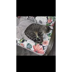 Image of Pretty, Lost Cat