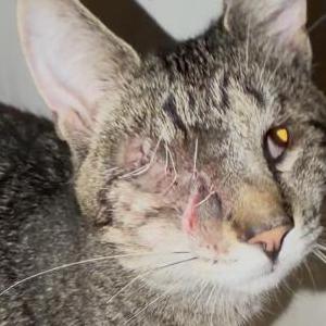 Image of Monte, Lost Cat