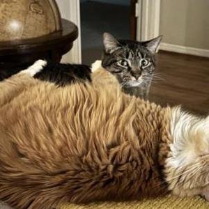 Image of Sourdough, Lost Cat
