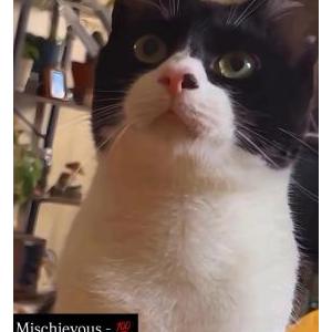 Image of Bugle, Lost Cat