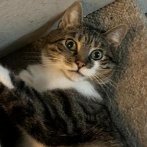 Image of Atlas, Lost Cat