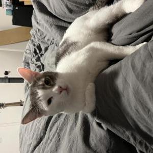 Image of Mouse, Lost Cat