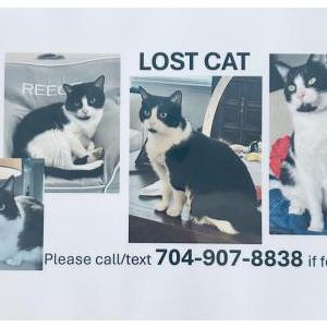 Image of Jack, Lost Cat