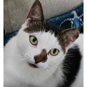 Image of Kitty, Lost Cat