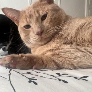 Image of Blondie/Simba, Lost Cat