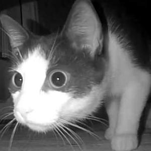Image of Black & White cat, Found Cat