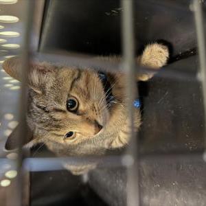 Image of Lenny, Lost Cat