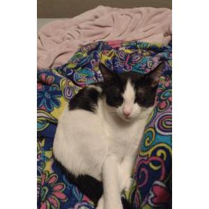 Image of Spot, Lost Cat