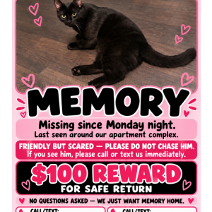Image of Memory, Lost Cat
