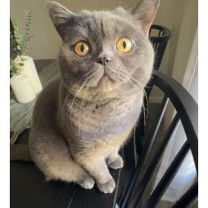 Image of Onyx, Lost Cat