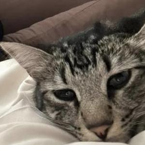 Image of Draco, Lost Cat