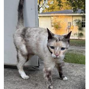 Image of Unknown, Found Cat