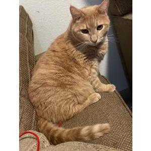 Lost Cat Icarus