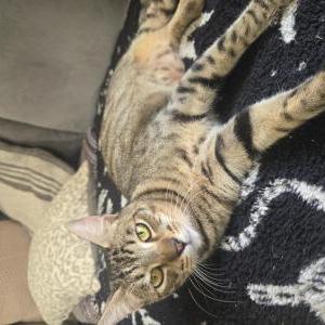 Image of Knuckles, Lost Cat