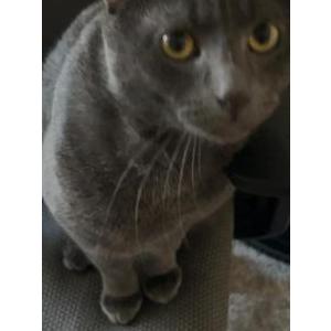 Image of Pickles, Lost Cat