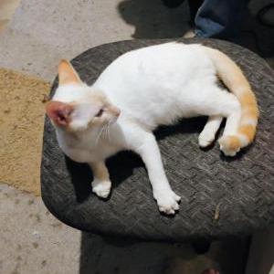 Image of Ghost, Lost Cat