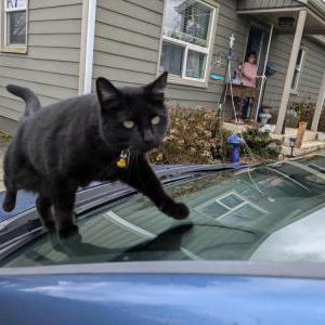 Image of Missy, Lost Cat