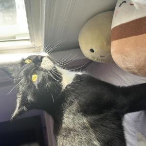 Lost Cat Kitty