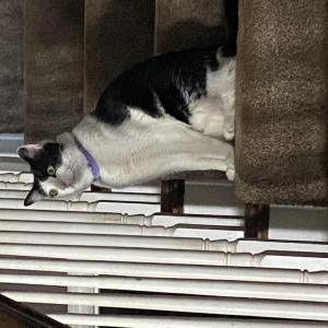 Image of Charlie, Lost Cat