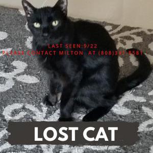 Image of Hyde, Lost Cat