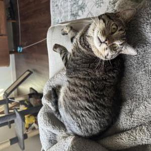 Image of Bizkit, Lost Cat